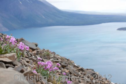 Vandretur i Alaska